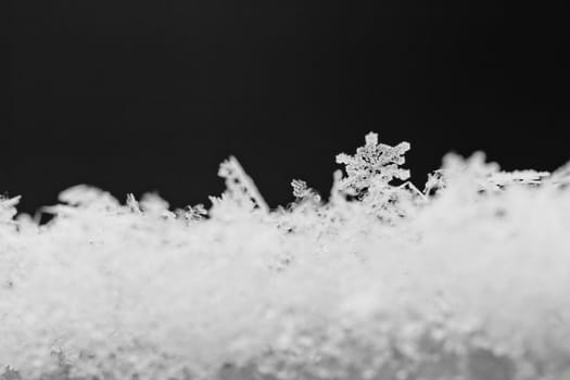 beauty white snowflake crystals on dark background