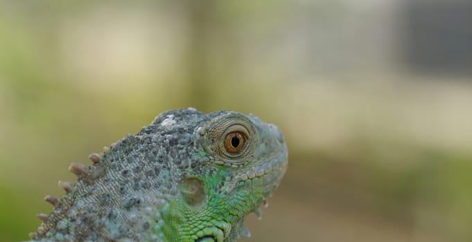 portrait about a green iguana on the tree