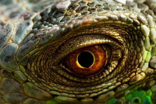macro of a fantastic green iguana eye