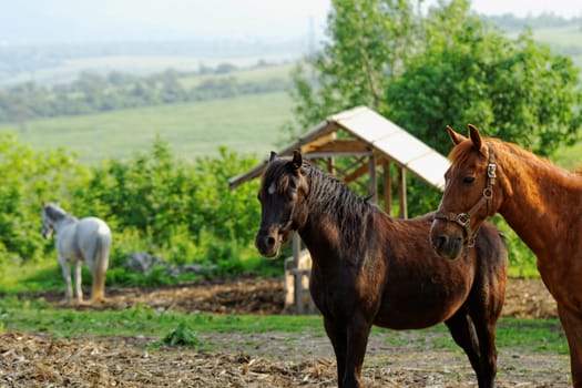 horses in the paddock