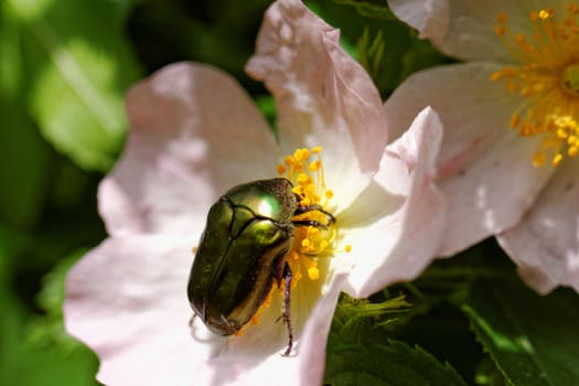 close up about copper flower beetle on flower (Protaetia fieberi)