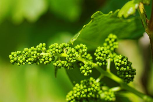 baby green grapes on the vine