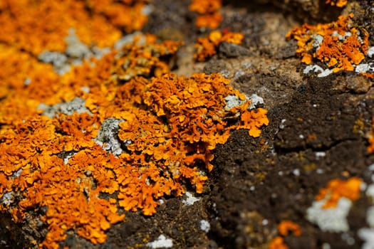 Macro photo of the mushroom on the rocks