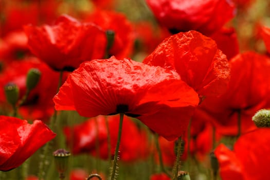 Huge red colored poppy field