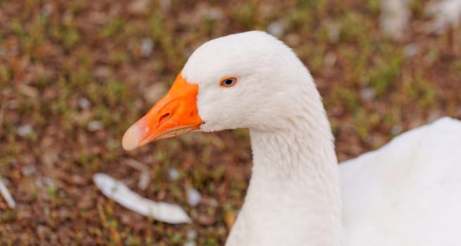White geese with blue eyes, in farm