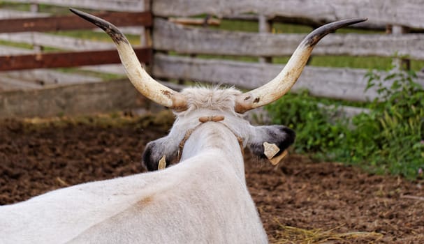 Ruminant Hungarian gray cattle bull in the corral from back
