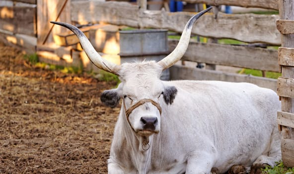 Ruminant Hungarian gray cattle bull in the corral