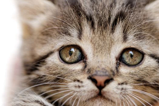 close up on a kittens face portrait