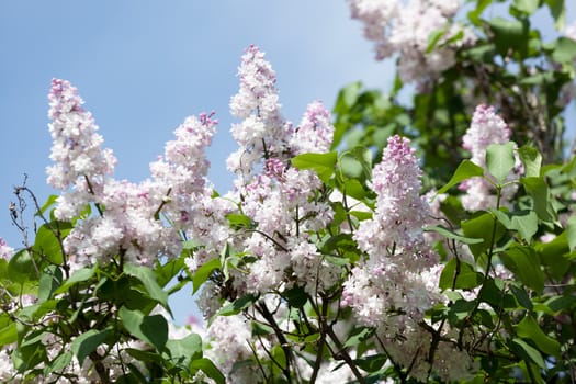 Branch of a pink lilac waves on a wind