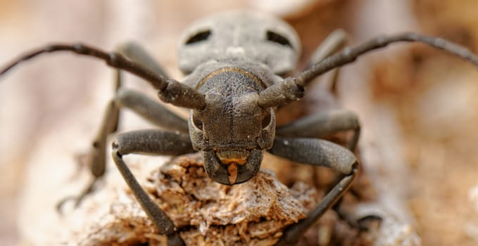 Macro portrait of the Capricorn Beetle in the nature