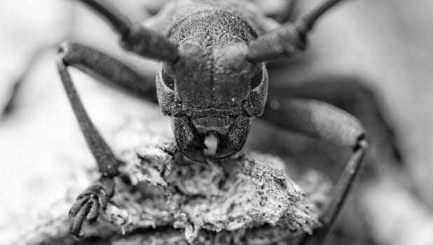 Macro portrait of the Capricorn Beetle in the nature photo with special filter