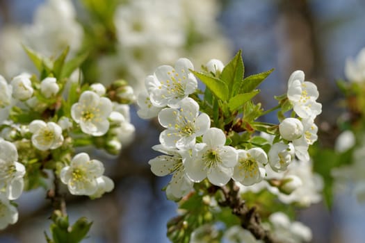 blossom cherry tree