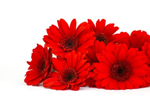 gerbera flowers