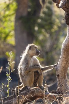 Velvet monkey in the wilderness of Tanzania