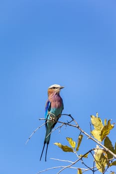 Lilac Breasted Roller against blue sky in Africa