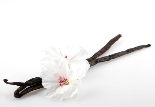 Vanilla Bean And Flower