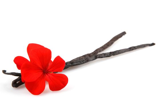 Vanilla Bean And Flower