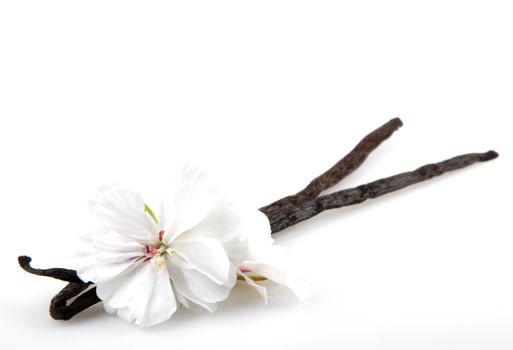 Vanilla Bean And Flower