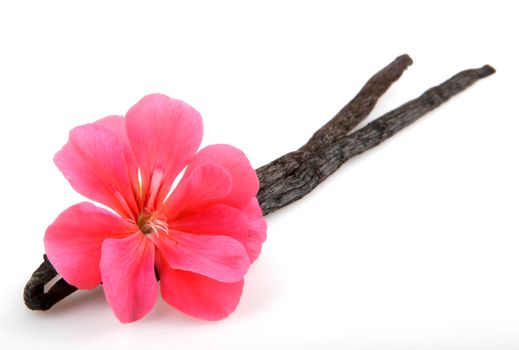 Vanilla Bean And Flower