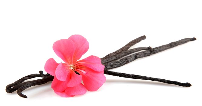 Vanilla Bean And Flower