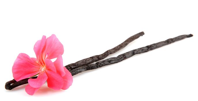 Vanilla Bean And Flower