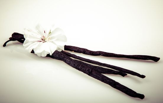 Vanilla Bean And Flower
