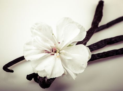 Vanilla Bean And Flower