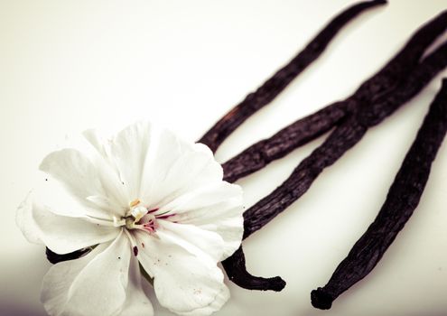 Vanilla Bean And Flower