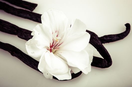 Vanilla Bean And Flower