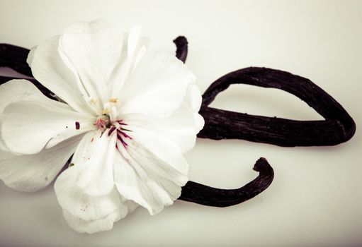 Vanilla Bean And Flower