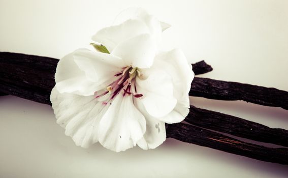 Vanilla Bean And Flower