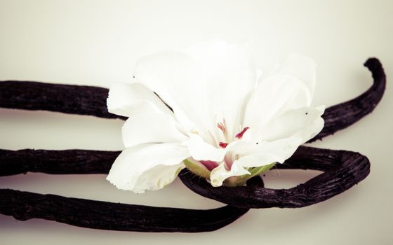 Vanilla Bean And Flower