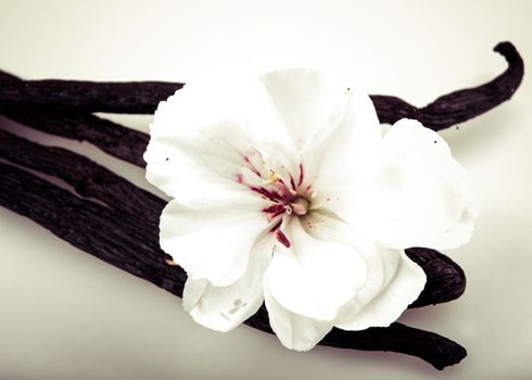 Vanilla Bean And Flower