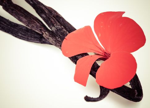 Vanilla Bean And Flower