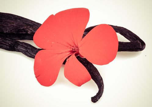 Vanilla Bean And Flower