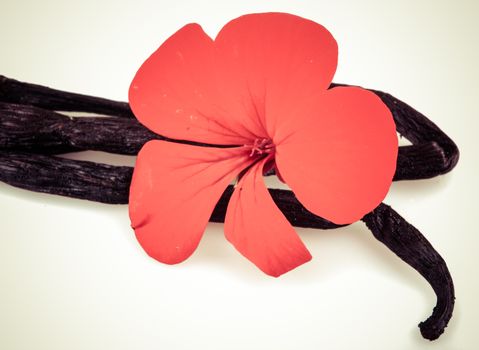 Vanilla Bean And Flower