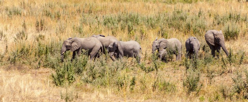 Grazing elephants in the wilderness of Africa