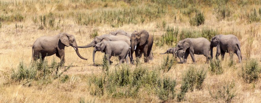 Group of grazing elephants in the wilderness of Tanzania