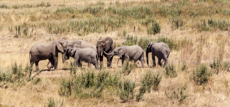 Herd of elephants in the wilderness