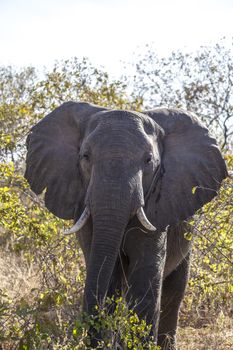 Beautiful elephant in the wilderness of Africa