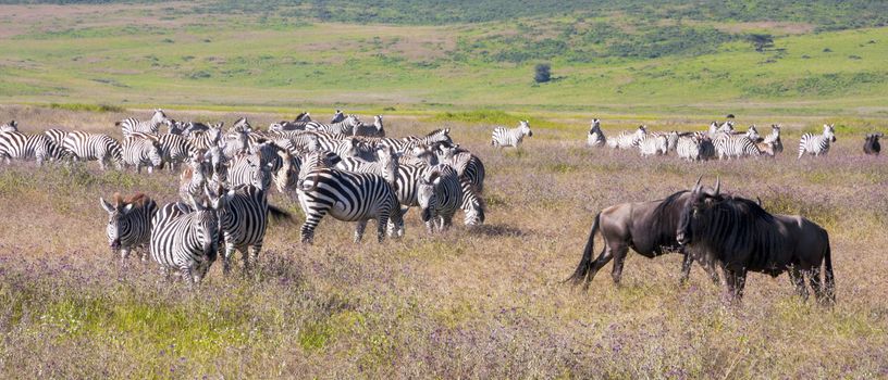Grazing zebras and gnus in Africa