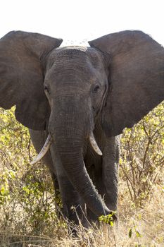 Charging elephant in the wilderness of Tanzania