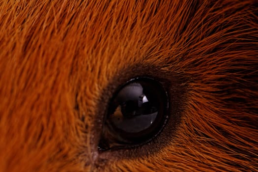 guinea pig eye close-up (macro)