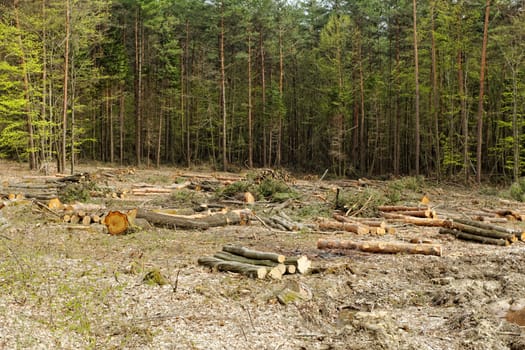 industrial deforestation and logging