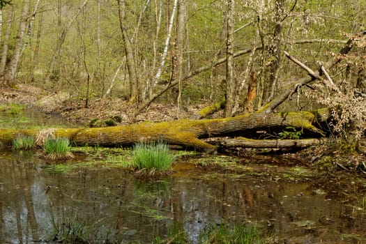 small lake in middle of the forrest