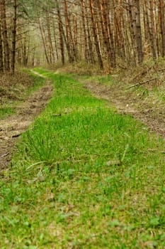 dirt road in the forest