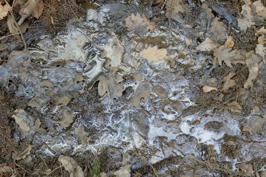 oil pollution on forest land