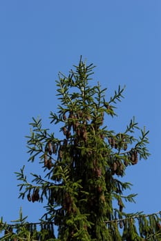 pine tree with fresh pine shoots and red pinecones