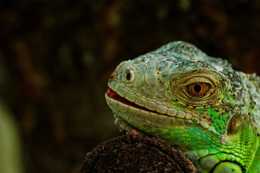 portrait about a green iguana on the tree