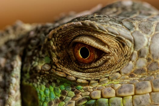 macro of a fantastic green iguana eye